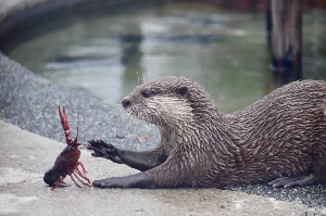 秋田市大森山動物園～あきぎんオモリンの森～