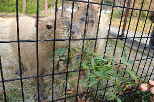 秋田市大森山動物園～あきぎんオモリンの森～