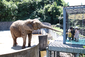 秋田市大森山動物園～あきぎんオモリンの森～