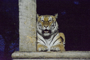 秋田市大森山動物園～あきぎんオモリンの森～