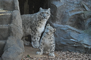 秋田市大森山動物園～あきぎんオモリンの森～