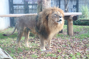 秋田市大森山動物園～あきぎんオモリンの森～