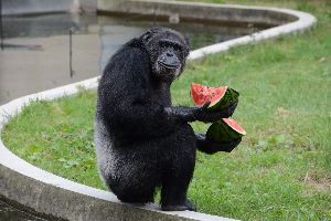 秋田市大森山動物園～あきぎんオモリンの森～