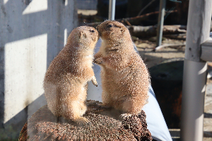秋田市大森山動物園～あきぎんオモリンの森～