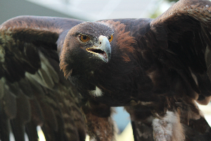 秋田市大森山動物園～あきぎんオモリンの森～