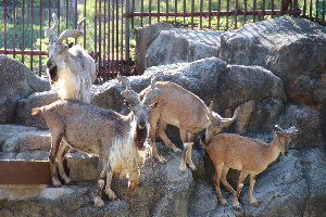 秋田市大森山動物園～あきぎんオモリンの森～