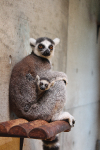 秋田市大森山動物園～あきぎんオモリンの森～