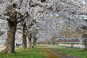桜づつみ公園