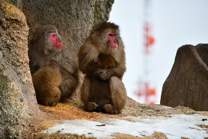 秋田市大森山動物園～あきぎんオモリンの森～