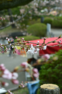 千秋公園
