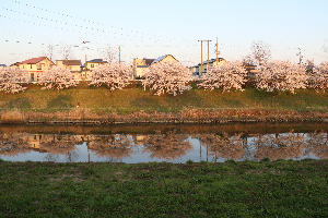 新城川サクラロード
