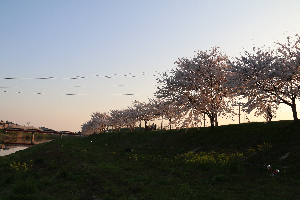 新城川サクラロード
