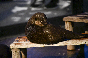 秋田市大森山動物園～あきぎんオモリンの森～