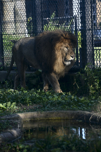 秋田市大森山動物園～あきぎんオモリンの森～