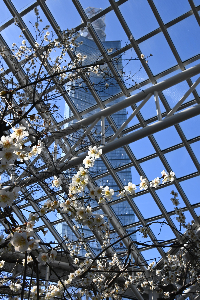 セリオンリスタ