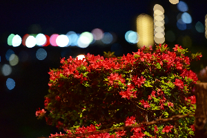 千秋公園