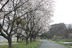 桜づつみ公園