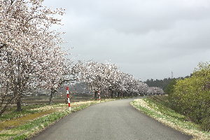 桜づつみ公園