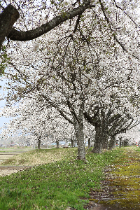 桜づつみ公園