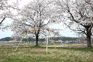 桜づつみ公園