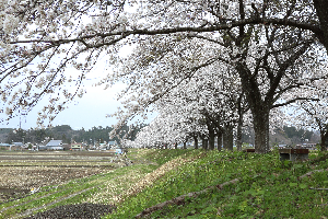 桜づつみ公園
