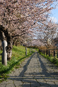 大川端帯状近隣公園