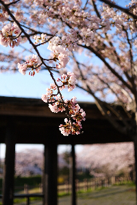 大川端帯状近隣公園