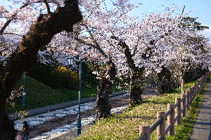 大川端帯状近隣公園
