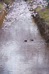 草生津川
