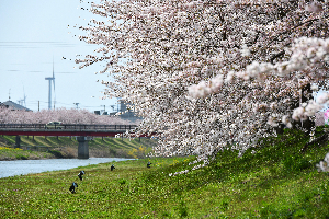 新城川サクラロード