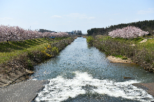 新城川サクラロード