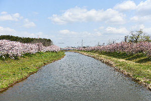 新城川サクラロード