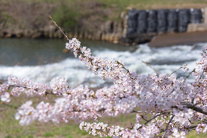 新城川サクラロード