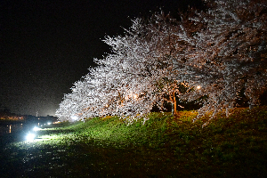 新城川サクラロード