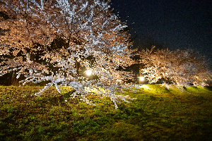 新城川サクラロード