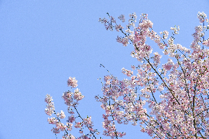 千秋公園の桜