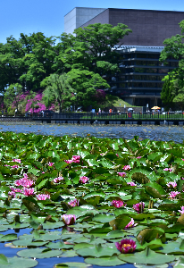 千秋公園のお堀と蓮