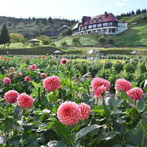 秋田国際ダリア園