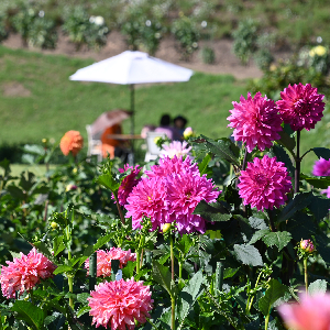 秋田国際ダリア園