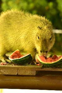 カピパラがスイカを食べている画像。