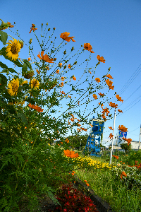 コスモスロードの画像。手前にコスモス、奥にポンピングユニットが写っている。