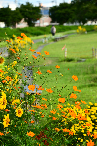 堤防にコスモスの花が咲いている画像