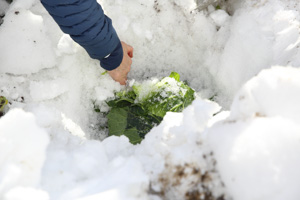 農家民宿 重松の家