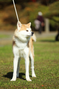 千秋公園