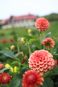 秋田国際ダリア園