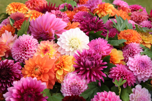 秋田国際ダリア園