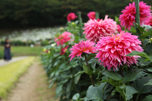 秋田国際ダリア園