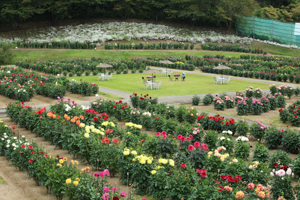 秋田国際ダリア園