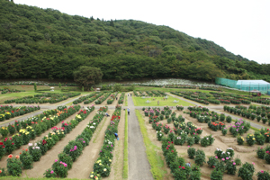 秋田国際ダリア園