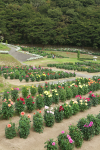 秋田国際ダリア園